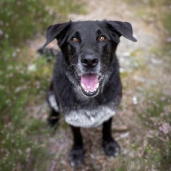 BUBI BALOU - charmanter Herzensbrecher