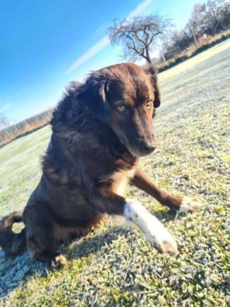 Isla sucht ein gemütliches Zuhause 💖