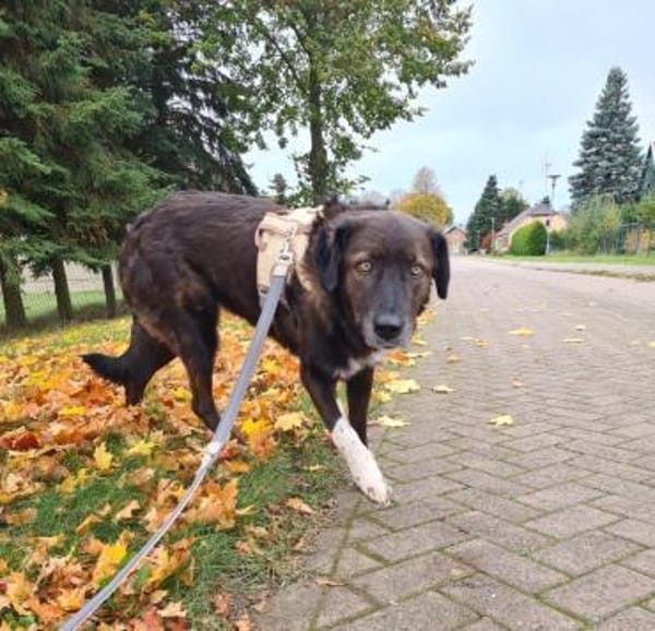 Isla sucht ein gemütliches Zuhause 💖