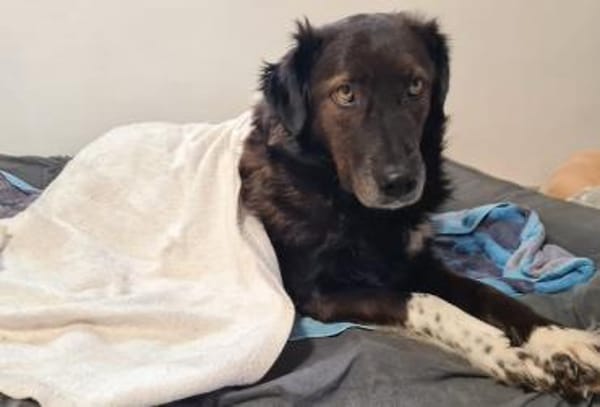 Isla sucht ein gemütliches Zuhause 💖