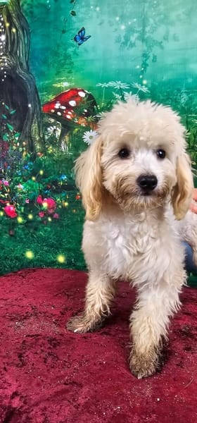 Emmy, Pudelmädchen mit Handicap