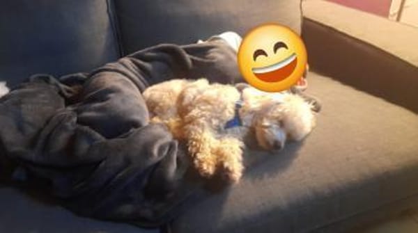 Emmy, Pudelmädchen mit Handicap