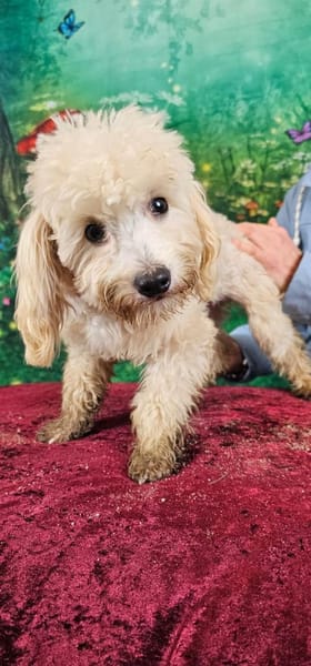 Emmy, Pudelmädchen mit Handicap