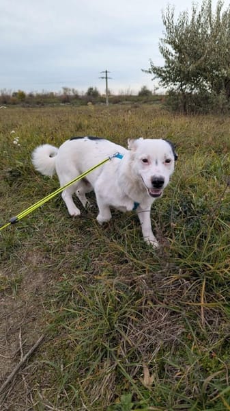 Toby sucht ein ländliches Zuhause