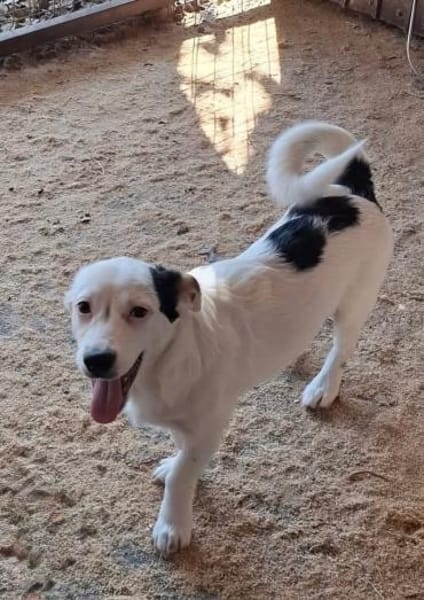 Toby sucht ein ländliches Zuhause