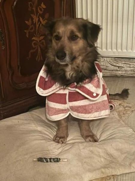 ASHANTI -lieber kleiner Hundemann-