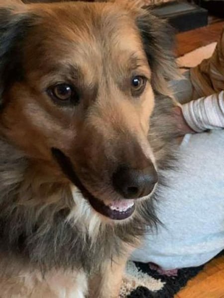 ASHANTI -lieber kleiner Hundemann-