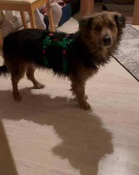 ASHANTI -lieber kleiner Hundemann-