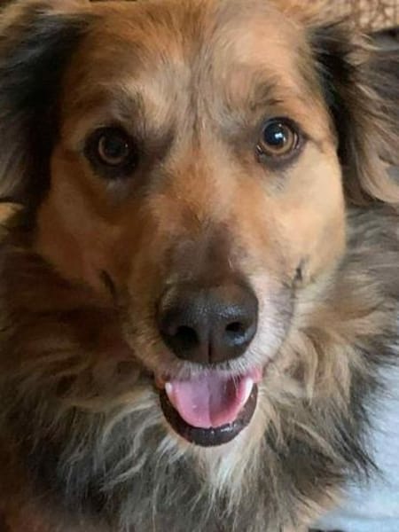 ASHANTI -lieber kleiner Hundemann-