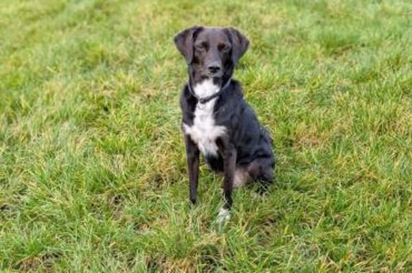 Elena - Hündin wartet auf Pflegestelle