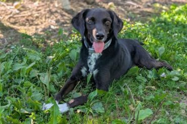 Elena - Hündin wartet auf Pflegestelle