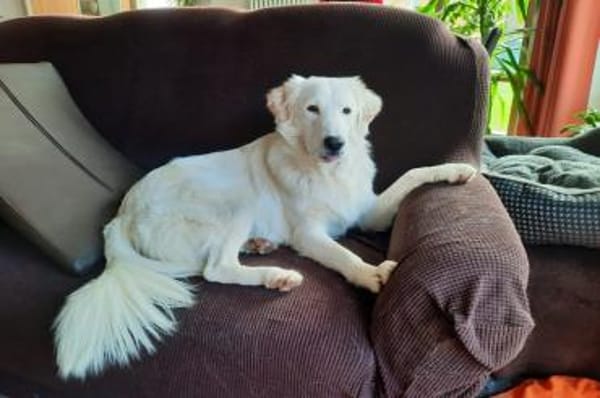 Kurt - wartet in 92318 Neumarkt