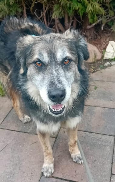 Linga, w., kastr., Mischling, ca. 50 cm