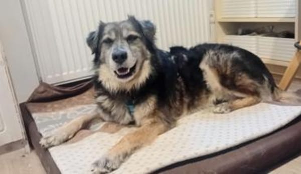 Linga, w., kastr., Mischling, ca. 50 cm