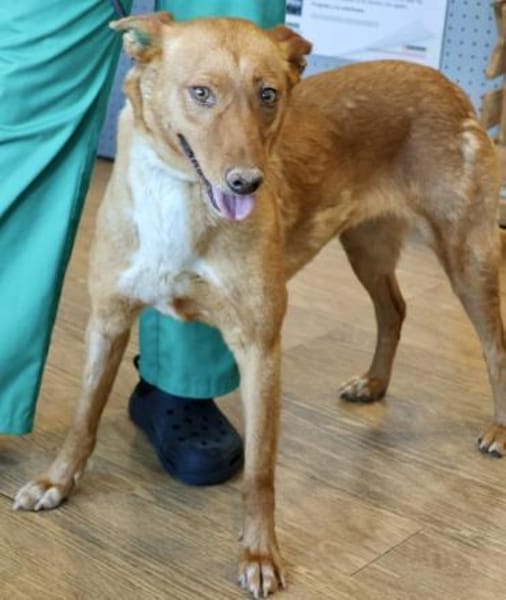 Coral, menschenbezogen, loyal, offen