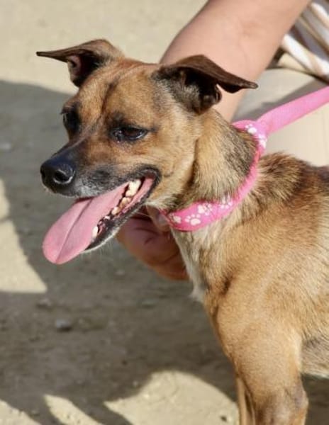 Floki, aktiv, klug, freundlich