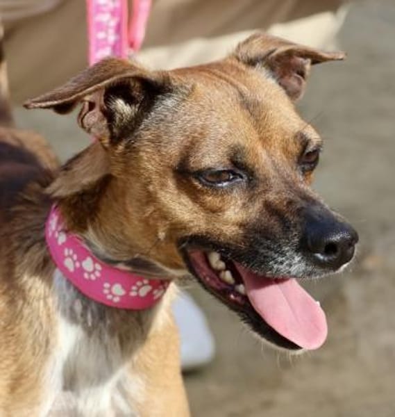 Floki, aktiv, klug, freundlich