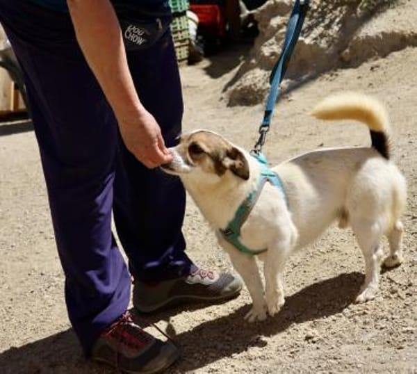 Nacho, verschmust, klug, zutraulich