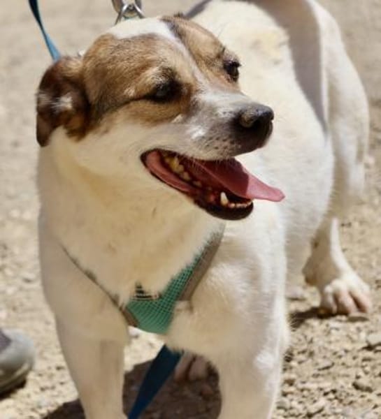 Nacho, verschmust, klug, zutraulich