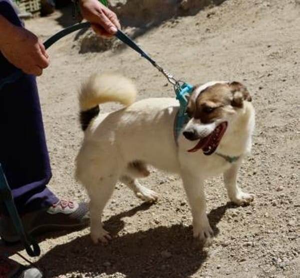 Nacho, verschmust, klug, zutraulich