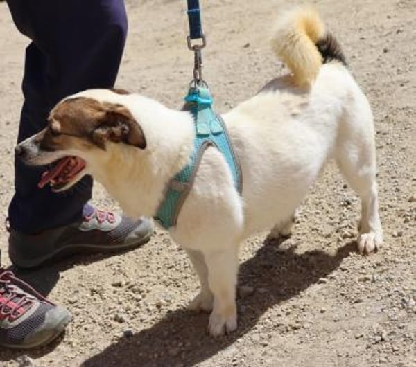 Nacho, verschmust, klug, zutraulich