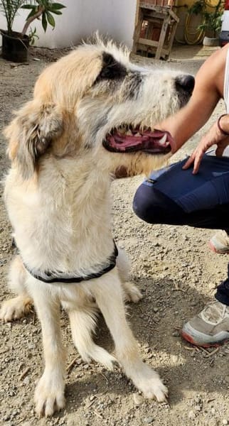 Gala, freundlich, offen, aufmerksam