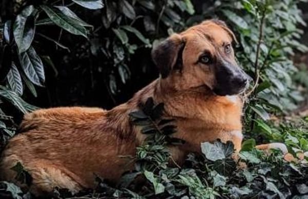 Fiona ist bereit für ein Leben mit dir