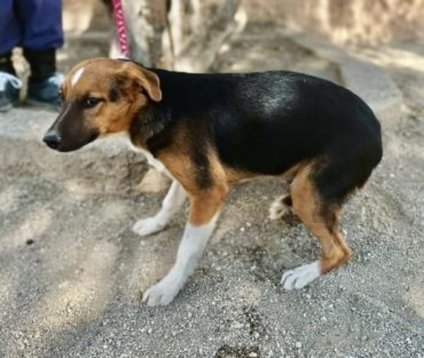 Hooker, verspielt, agil, freundlich