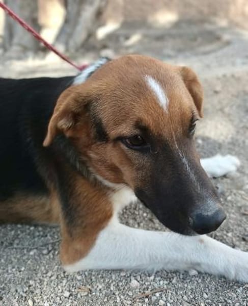 Hooker, verspielt, agil, freundlich