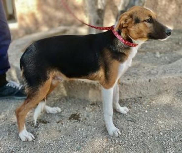 Hooker, verspielt, agil, freundlich