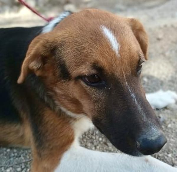 Hooker, verspielt, agil, freundlich