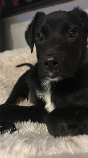 Barky sucht sein Glück ...