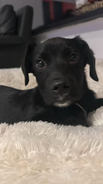 Barky sucht sein Glück ...