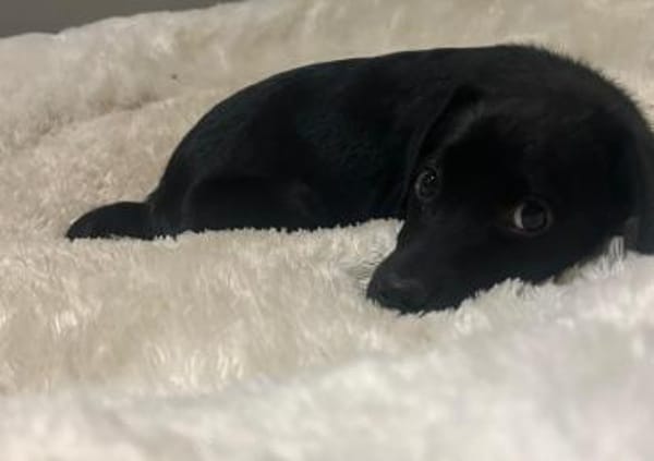 Barky sucht sein Glück ...