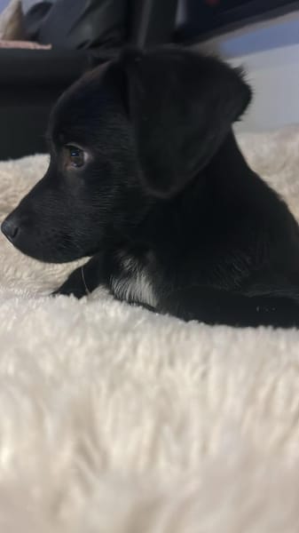 Barky sucht sein Glück ...