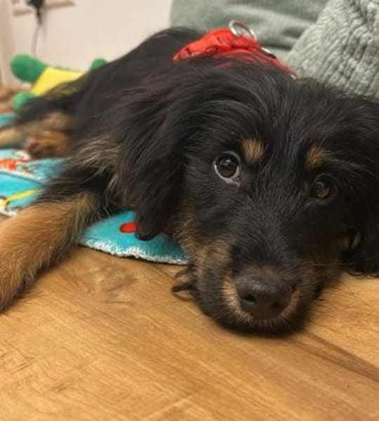 Mendrino unser Chameur...