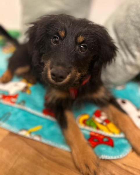 Mendrino unser Chameur...