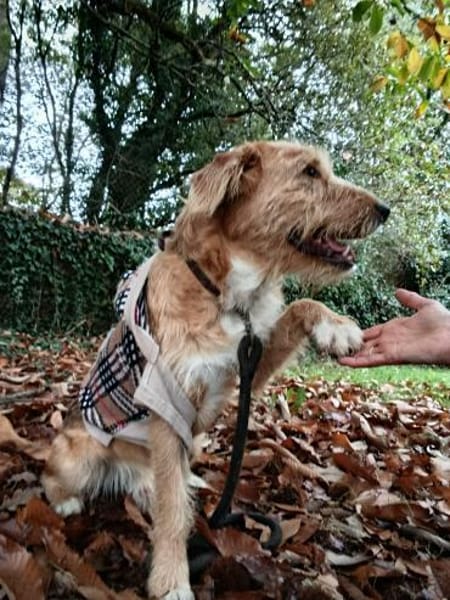 Pocket-Traumhund sucht Neuanfang