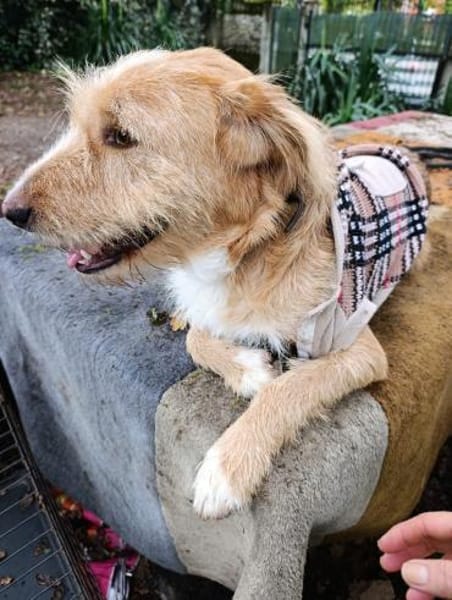 Pocket-Traumhund sucht Neuanfang