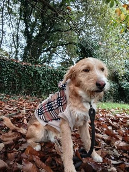 Pocket-Traumhund sucht Neuanfang