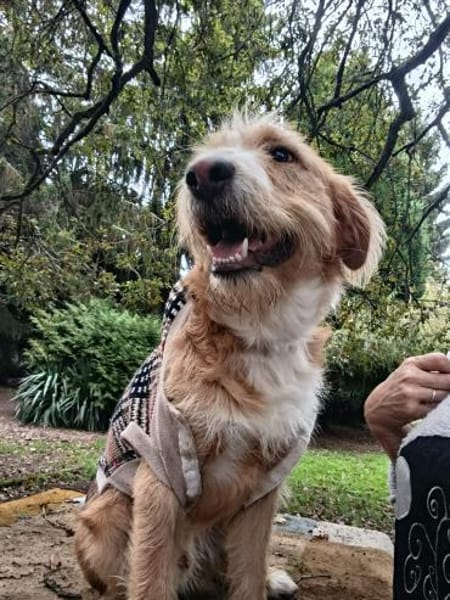 Pocket-Traumhund sucht Neuanfang