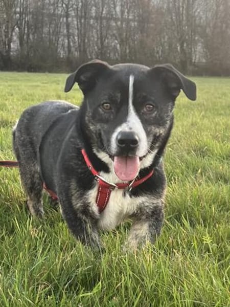 Spyro möchte endlich ankommen - mit dir?