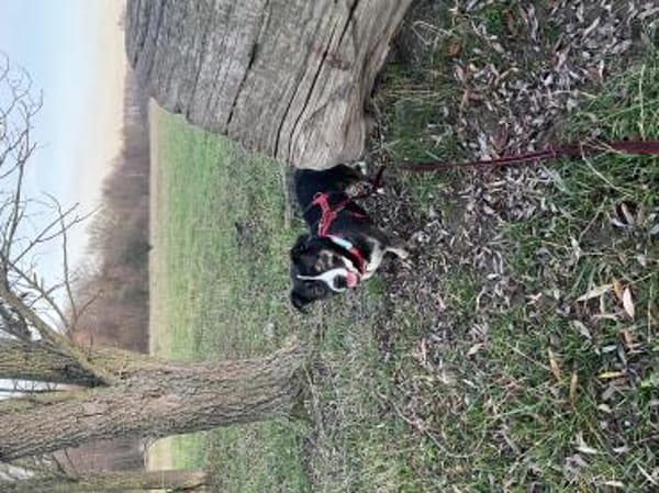 Spyro möchte endlich ankommen - mit dir?