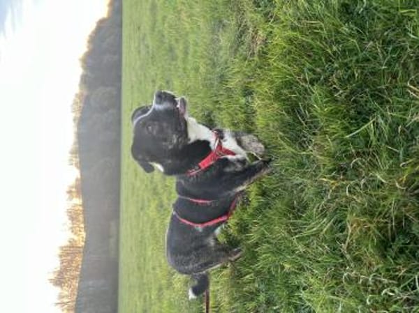 Spyro möchte endlich ankommen - mit dir?