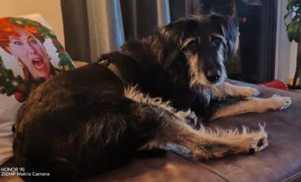 Sanfter RUDI sucht seine Menschen