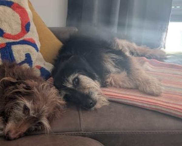 Sanfter RUDI sucht seine Menschen