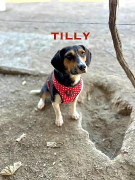 Tilly - Die Aktive!
