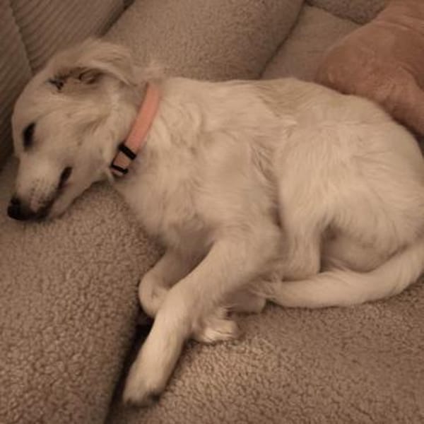 Welpe Erina-eine zuckersüße Schneeflocke