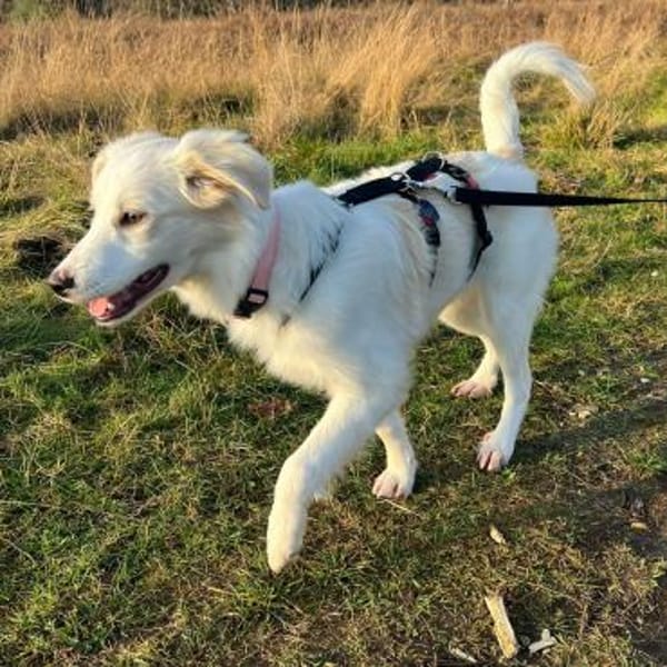 Welpe Erina-eine zuckersüße Schneeflocke