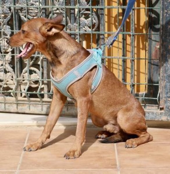 Ilia Topuria, zutraulich,offen,neugierig